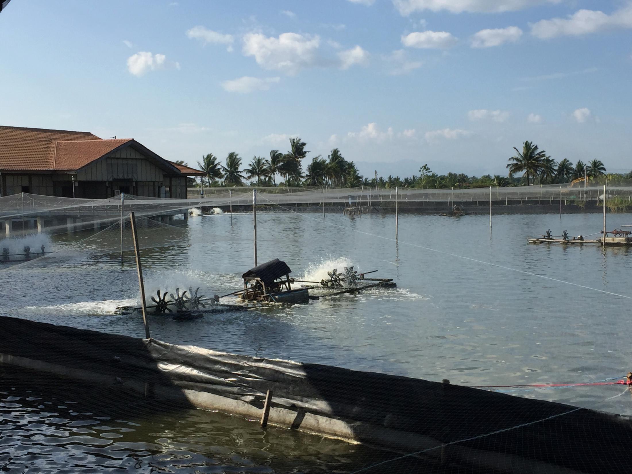水產養殖場除臭劑 水產養殖場除臭劑