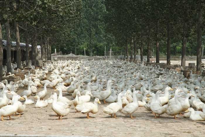 養殖場污水除臭 養殖場污水除臭