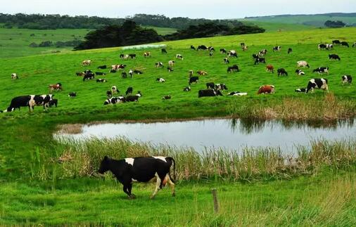 牧場除臭 牧場除臭